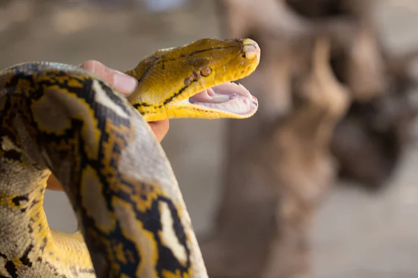 Hand Holding Hand Ball Python Snake Royalty Free Stock Images