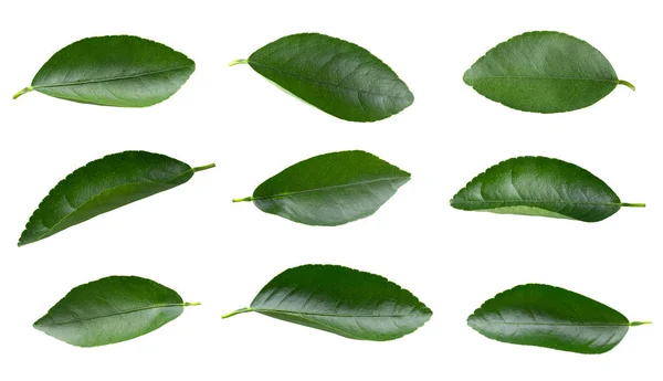 Nastavit Sbírku Citrónově Zelených Listů Izolovaných Bílém Pozadí — Stock fotografie