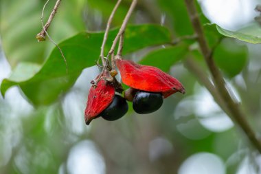 Sterculia monosperma, Tayland kestanesi, ağaçta kırmızı kestane.