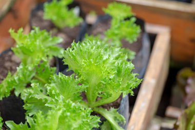 Taze yeşil marul yaprakları, sebze salataları tarım çiftliğinde organik yiyecekler.