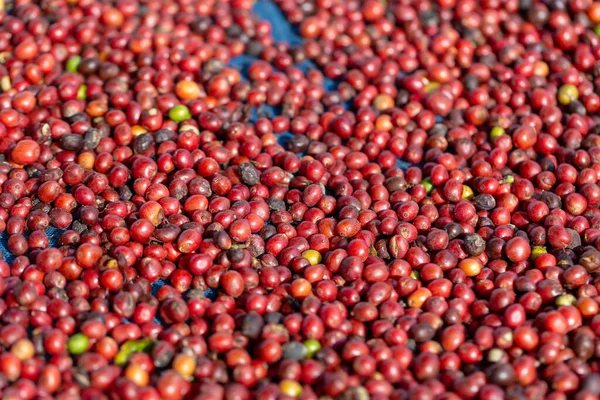 Fresco Arábica Granos Café Rojo Bayas Proceso Secado — Foto de Stock