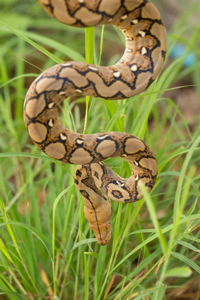 Serpent Boa Dans Herbe Serpent Boa Constrictor Sur Branche Arbre — Photo