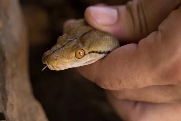 Mano Sosteniendo Mano Bola Serpiente Python — Foto de Stock
