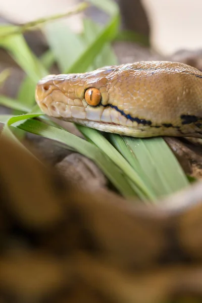 Retrato Boa Serpiente Constrictora Boa Rama Árbol — Foto de Stock