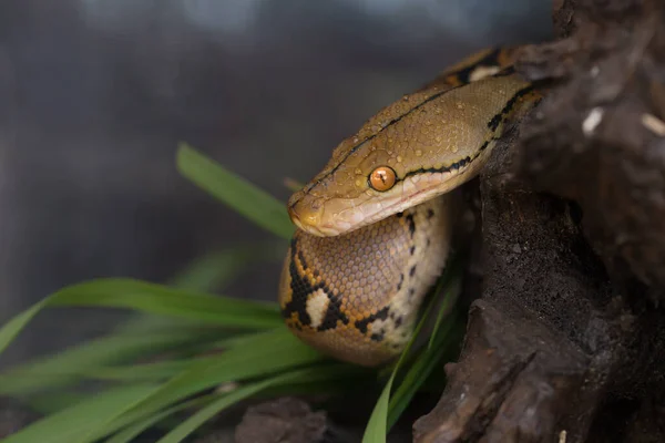 Retrato Boa Serpiente Constrictora Boa Rama Árbol — Foto de Stock