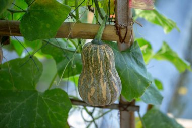 Tarım çiftliğindeki bambu çitlerinden sarkan kabak kabakları..