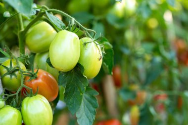 Bahçedeki domates ağacında olgun kırmızı domatesler asılı..
