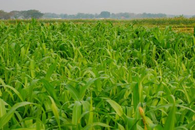 Genç mısır tarlası, mısır tarlası, sabahın erken saatlerinde.