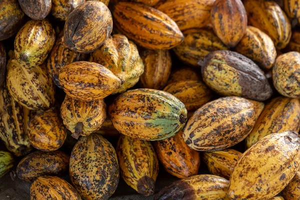 Cacao fruit, raw cacao beans and Cocoa pod background.