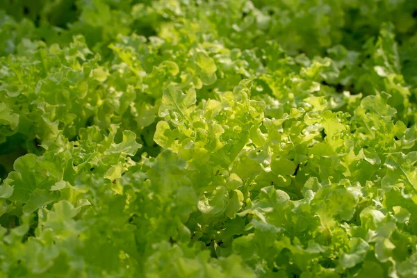 Fresh Frillice Iceberg lettuce leaves, Salads vegetable in the agricultural hydroponics farm.
