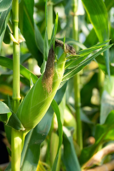 Granturco Giallo Foglie Verdi Campo Agricolo — Foto Stock