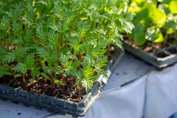 Fresh Green Herb Plant — 스톡 사진