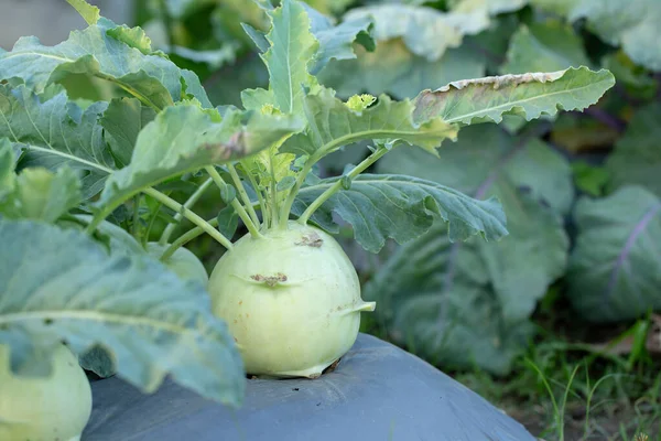 Kålrabbi Kål Eller Kålrot Som Odlas Jordbruksföretaget — Stockfoto