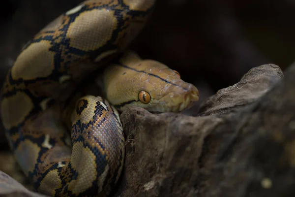 Retrato Boa Serpiente Constrictora Boa Rama Árbol — Foto de Stock