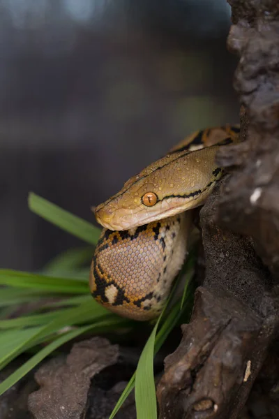 Boa Portrait Boa Constritor Serpente Galho Árvore — Fotografia de Stock