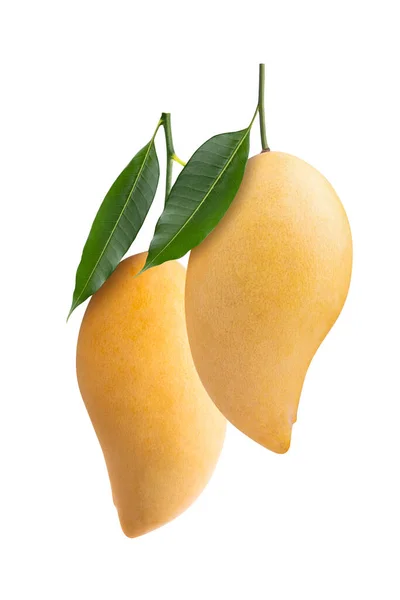 Fruta Amarilla Mango Aislada Sobre Fondo Blanco — Foto de Stock