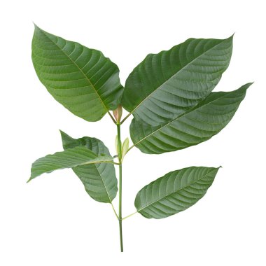 Mitragyna speciosa, kratom yaprakları beyaz arkaplanda izole edilmiş
