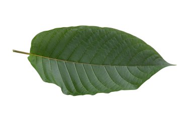 Mitragyna speciosa, kratom yaprakları beyaz arkaplanda izole edilmiş
