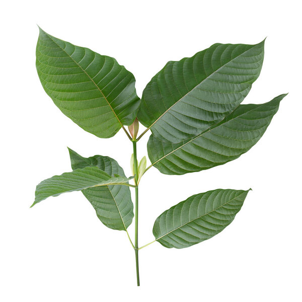 Mitragyna speciosa, листья кратома изолированы на белом фоне