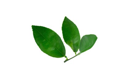 Citrus beyaz bir arkaplan üzerinde izole bırakır.