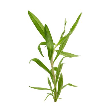 Taze tarhun otları, tarhun otları beyaz arka planda izole bir şekilde kapanıyor..