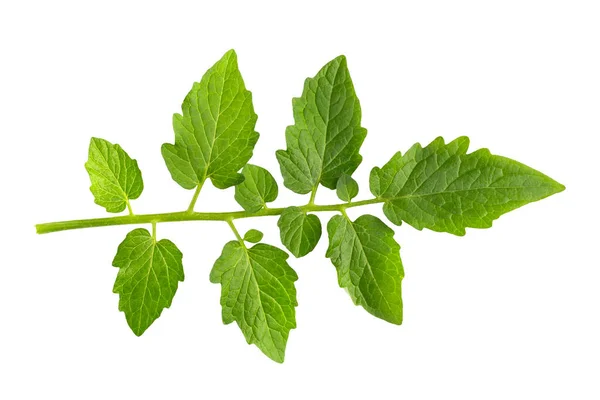 Tomato Leaves Isolated White Background — Stock Photo, Image