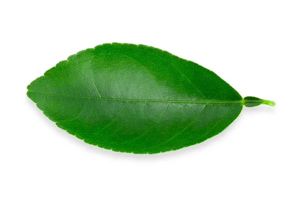 Цитрусовые Листья Изолированы Белом Фоне — стоковое фото
