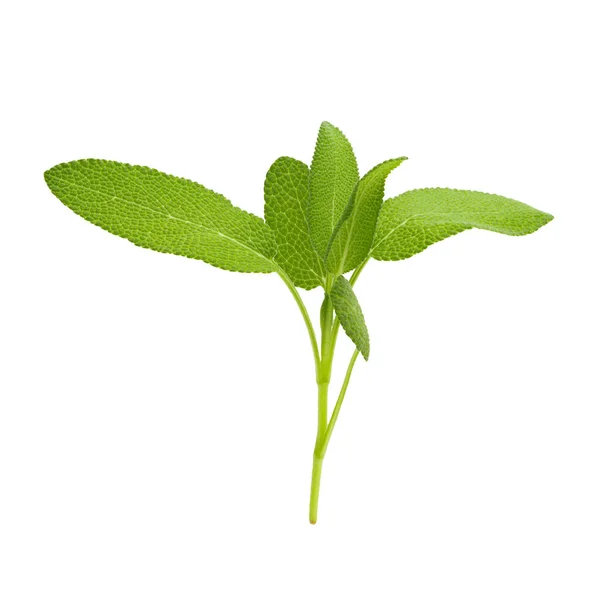 Sage Növény Izolált Fehér Alapon — Stock Fotó