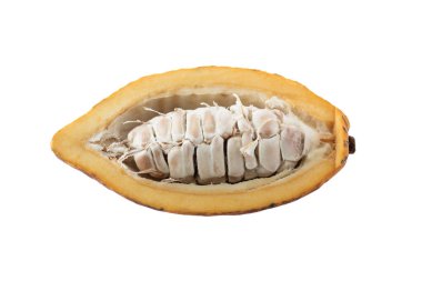 Kakao meyvesi, çiğ kakao fasulyesi, kakao kabuğu. Beyaz arkaplanda kırpma yolu ile izole edilmiş taze kakao meyveleri