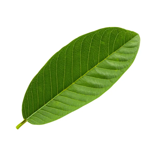 緑のグアバ葉は白い背景に孤立 — ストック写真