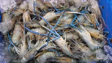 Yakın plan taze dev tatlı su karidesi mavi sepette.