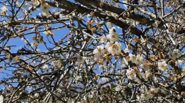 Soğuk kış mevsiminde dallarda beyaz erik çiçekleri gelişir.