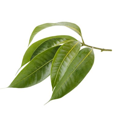 Marian eriğinin yaprakları beyaz bir arkaplanda izole edilmiş.