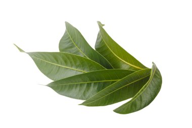 Marian eriğinin yaprakları beyaz bir arkaplanda izole edilmiş.