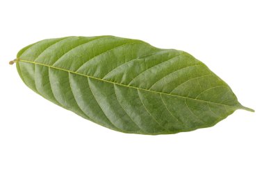 green cocoa leaf isolated on a white background