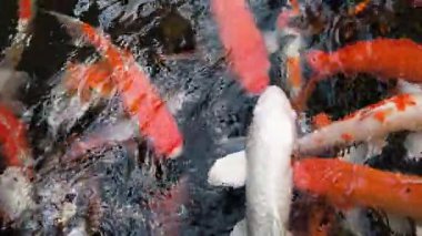 Renkli koi balıkları açık bir bahçe havuzunda zarifçe yüzerler..