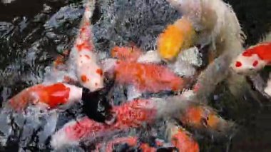 Canlı sazan süs havuzunda sakin suda süzülür..