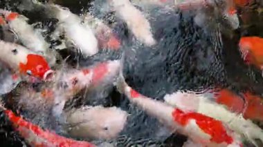 Güzel koi balıkları gölet yüzeyinin altında yavaşça hareket eder..