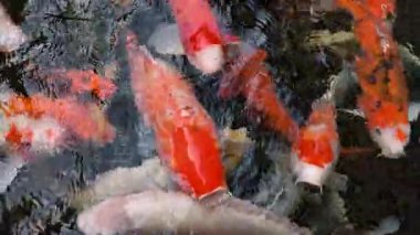 Temiz tatlı suda yüzen canlı desenli koi balığı..