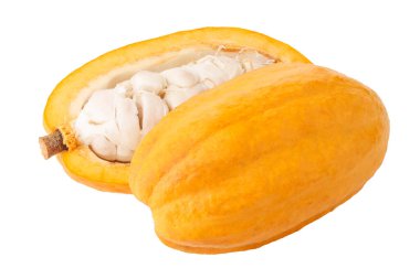 Kakao ya da kakao meyvesi kabuğunun bir kesiti. Çikolata yapımında kullanılan kakao çekirdeklerinin kaynağı. beyaz arkaplanda izole edilmiş