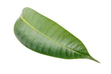 Marian eriğinin yaprakları beyaz bir arkaplanda izole edilmiş.