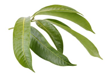 Marian eriğinin yaprakları beyaz bir arkaplanda izole edilmiş.