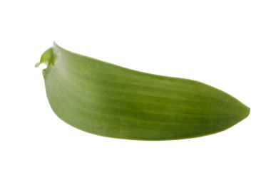 Beyaz arka planda izole edilmiş vanilyalı orkide yaprakları