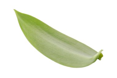 Beyaz arka planda izole edilmiş vanilyalı orkide yaprakları