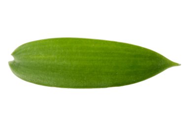 Beyaz arka planda izole edilmiş vanilyalı orkide yaprakları