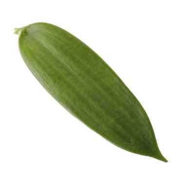 Beyaz arka planda izole edilmiş vanilyalı orkide yaprakları
