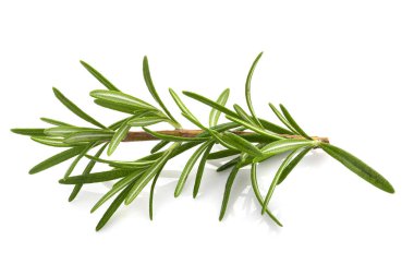 Biberiye yaprağı bitkisi beyaz arka planda izole edilmiş baharatlardır..