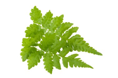 Eğreltiotu yaprakları beyaz bir arkaplanda