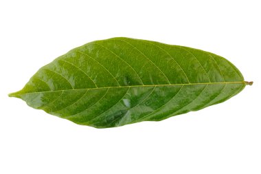 Beyaz arkaplanda yeşil kakao yaprağı izole