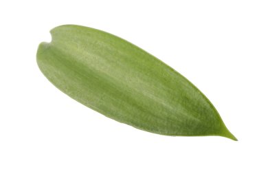 Beyaz arka planda izole edilmiş vanilyalı orkide yaprakları